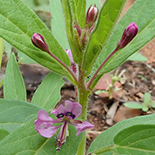 Cleome monophylla